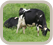 Vache au pâturage