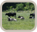Vache au pâturage